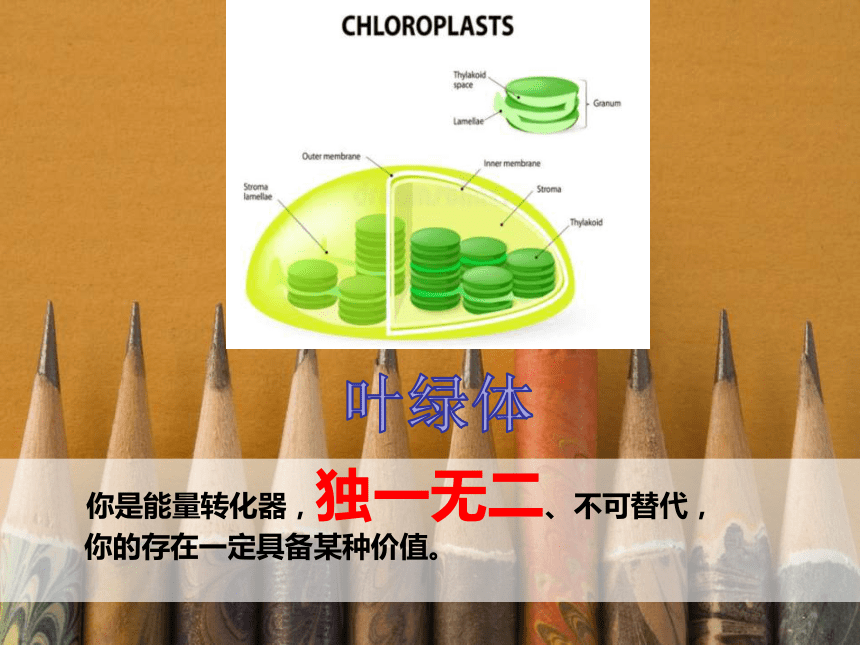 20212022學年濟南版七年級生物上冊213綠色植物的光合作用複習課件共