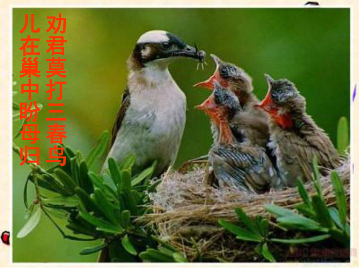 鲁科版（五四制）八下生物 8.1.3 鸟的生殖和发育 课件（14张PPT）