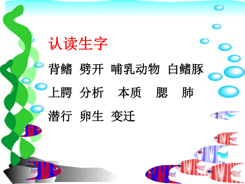 《白鳍豚》课件 (共19张PPT)