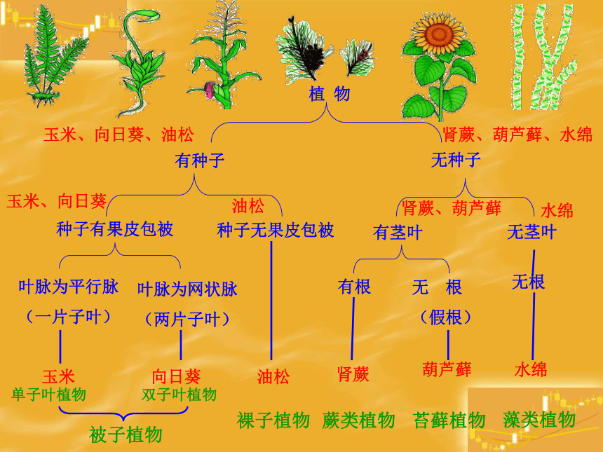 尝试对生物进行分类 课件22张PPT