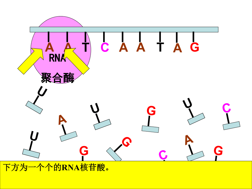 浙科版生物必修2第四节《遗传信息的表达—-RNA和蛋白质的合成》课件