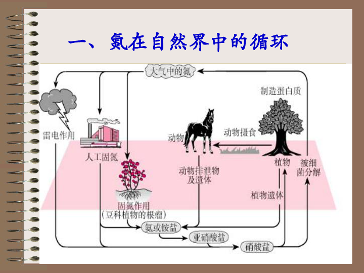 氮的循环