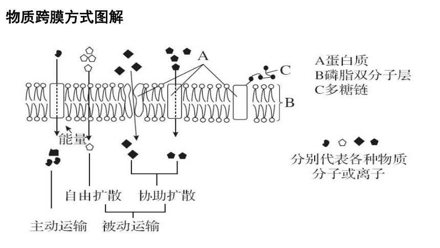 原发性主动转运图片