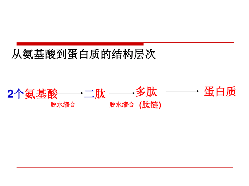 高中生物人教版必修1第二章第2节生命活动的主要承担者课件（15张ppt）