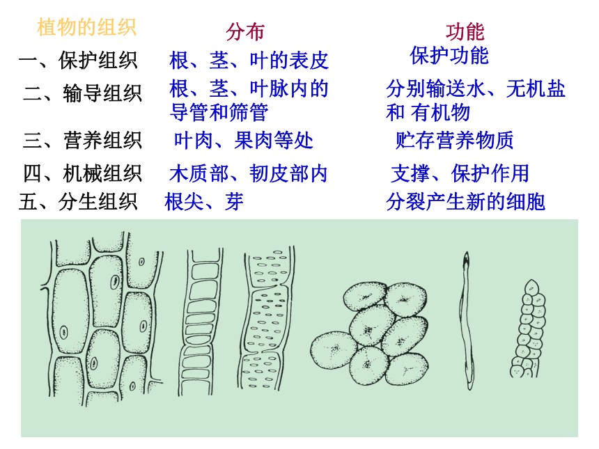 第3节生物体的结构层次动植物组织