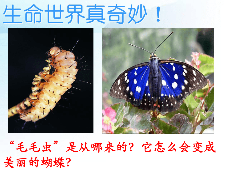 人教版八年级生物下册7-1-2昆虫的生殖和发育课件(39张PPT)