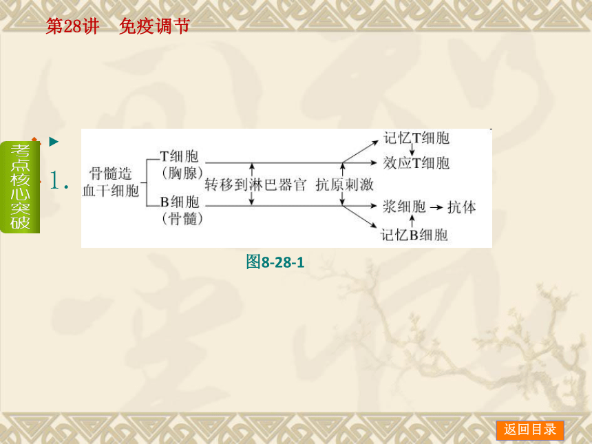 【新课标人教通用，一轮基础查漏补缺】第28讲 免疫调节 （53ppt）