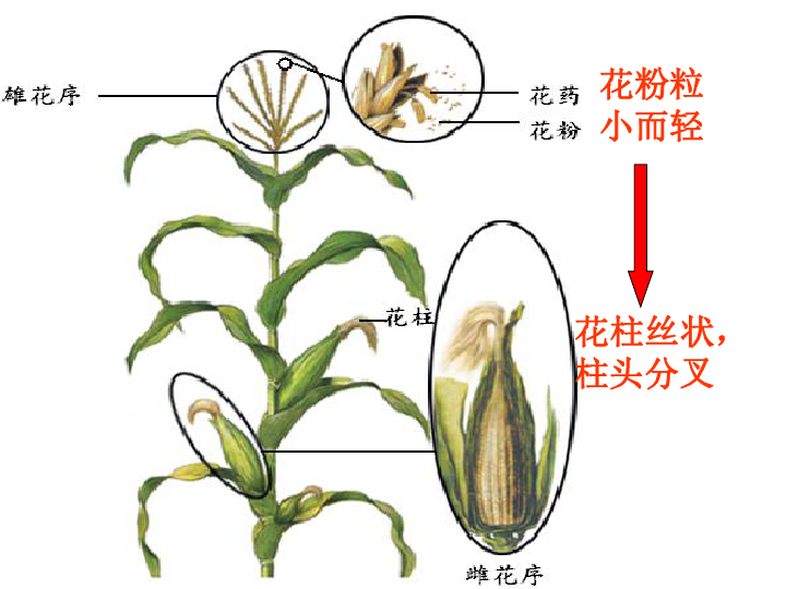 玉米的雄花和雌花图片图片