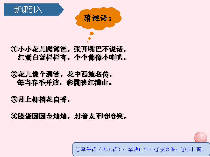 第三单元和植物捏个手9看花认植物课件青岛版六三制（共18张PPT)