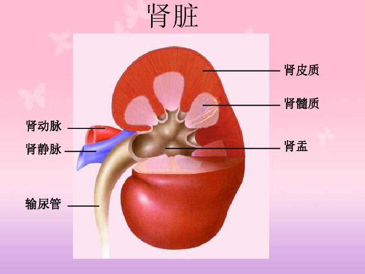 濟南版七年級下冊生物第一節尿液的形成和排出課件共23張ppt