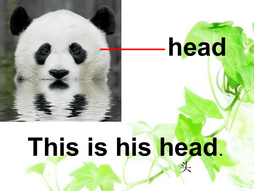 Unit 1 This is his head 课件 (共17张PPT)