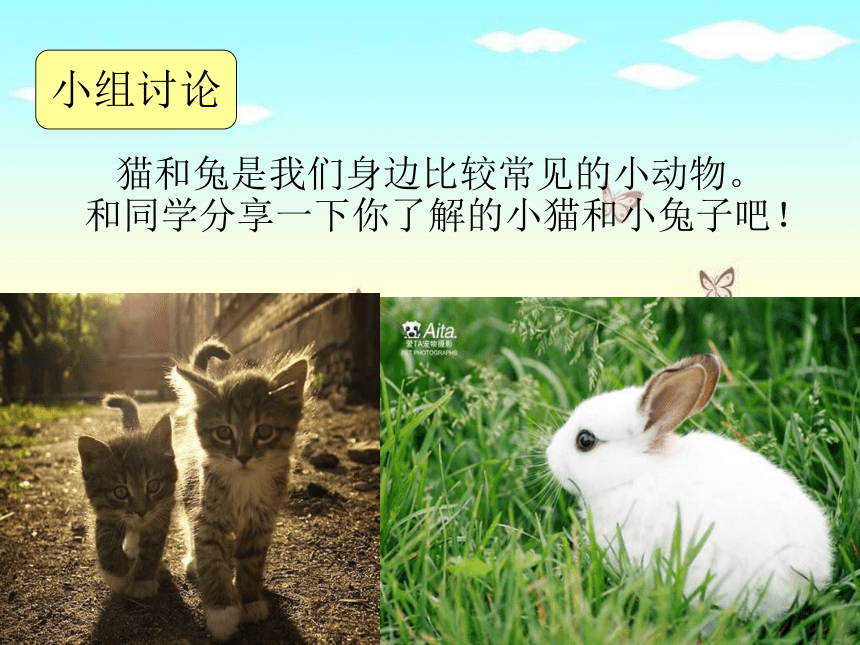 科学三年级下青岛版4.3猫和兔课件