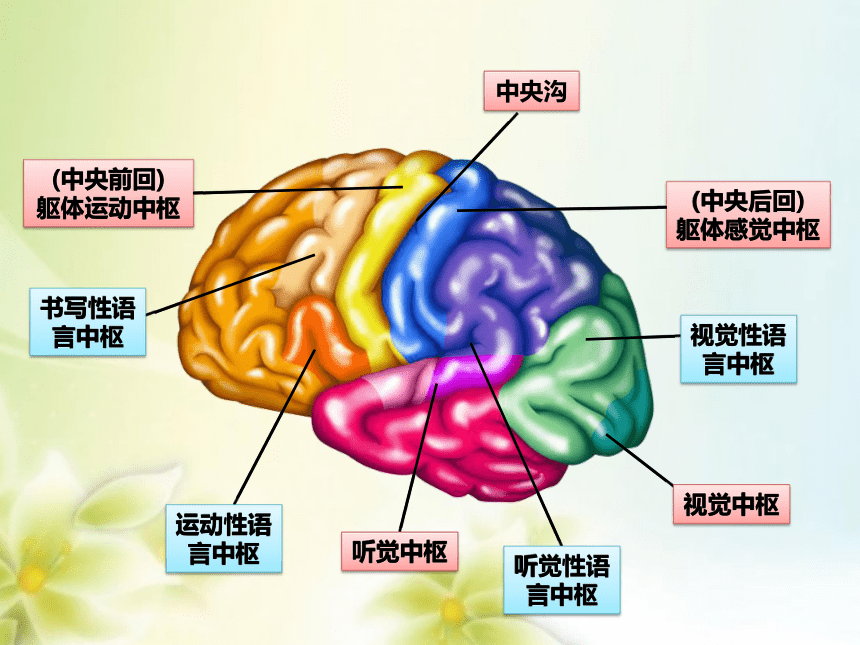 20212022学年高二生物选择性2019必修一25人脑的高级功能课件共20张