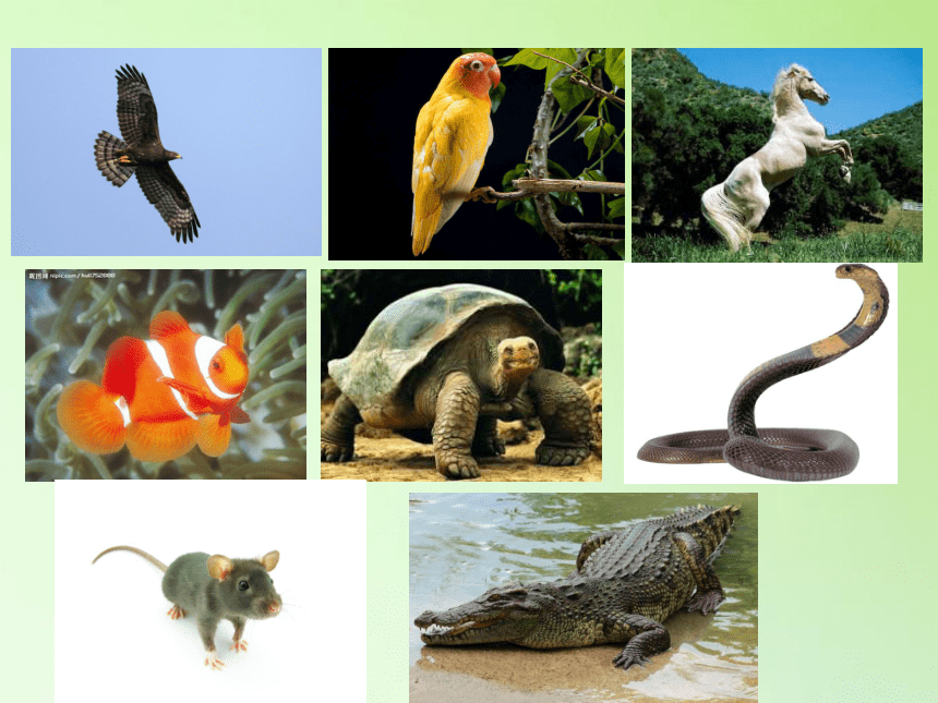 苏教版 五年级科学下册 3.2 动物怎样繁殖后代-(课件共44张PPT)