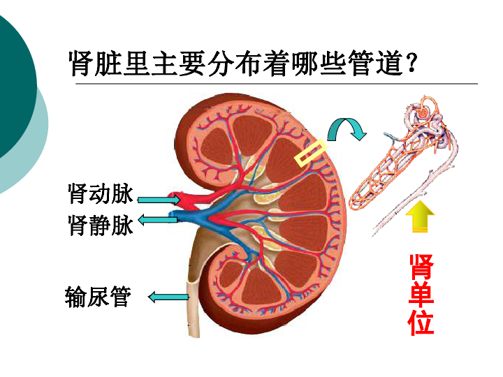 鲁科版（五四制）七上生物  5.1 尿的形成和排出 课件（17张PPT）