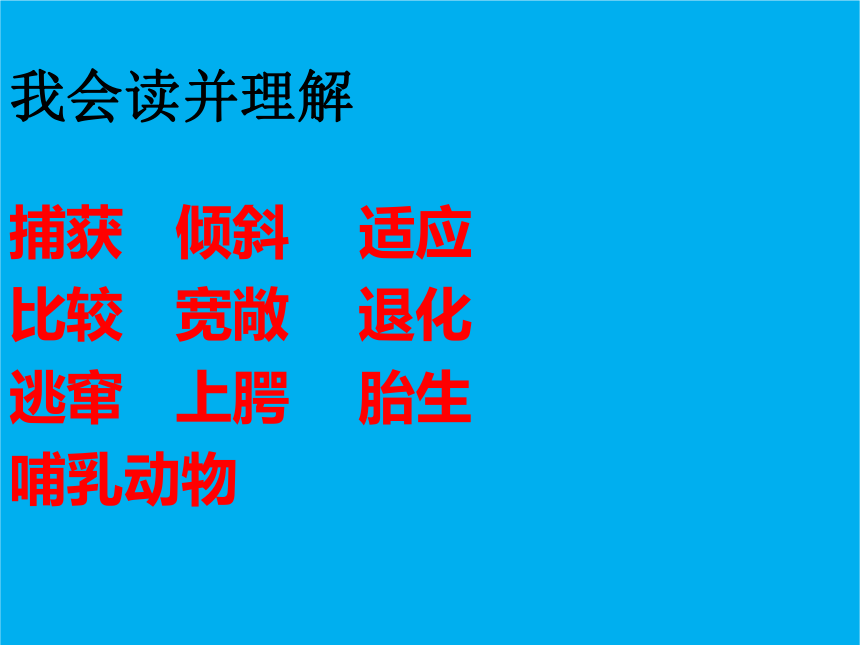 9 鲸 课件