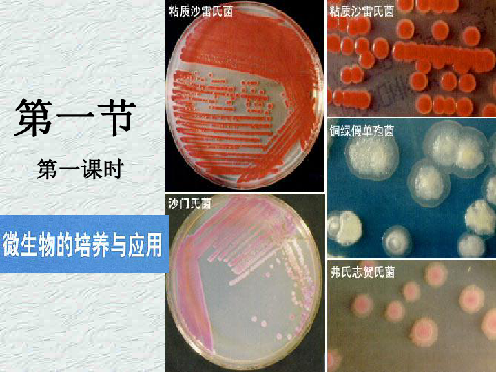 微生物的培養基一課件