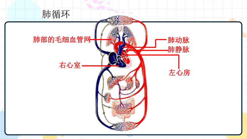 部位概念肺循环体循环脉搏血压血液循环途径物质运输的途径巩固练习aa