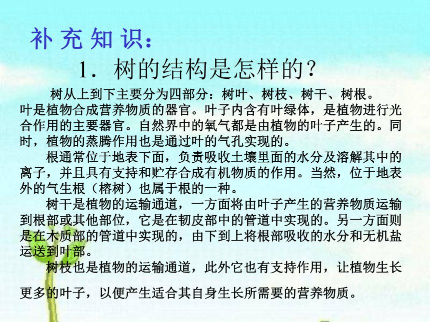 1.我看到了什么 课件