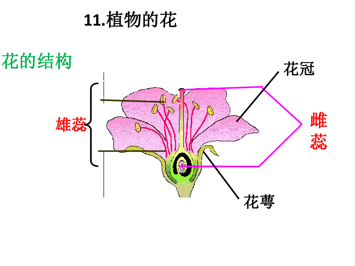 三角梅雄蕊的解剖图图片