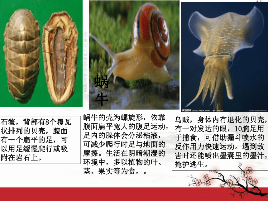 第三节软体动物和节肢动物 课件