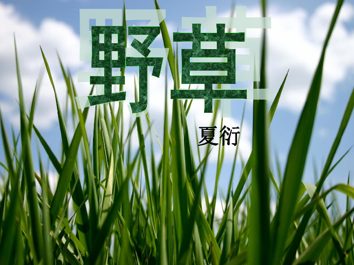 《野草》课件    (共39张PPT)