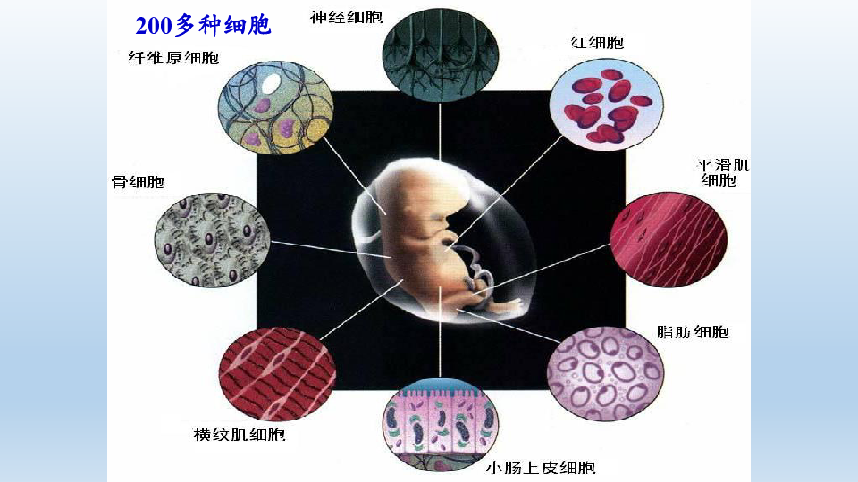 浙科版（2019）生物必修1：4.2《细胞通过分化产生不同类型的细胞》 PPT课件（共25页）
