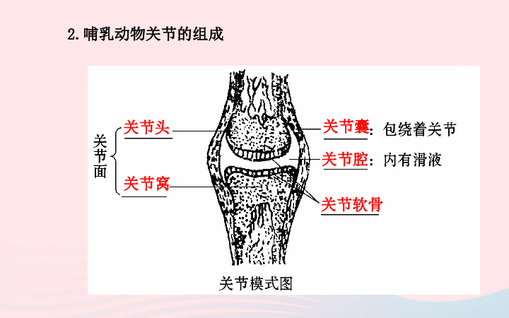 生物关节模式图图片