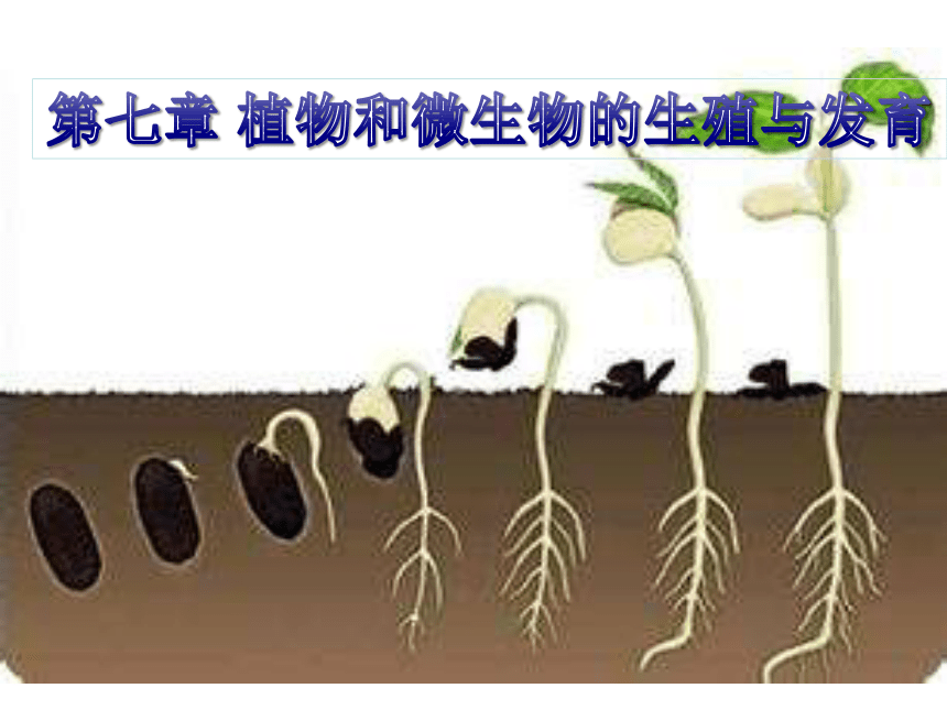 华师大版七年级下册第7章 植物和微生物的生殖与发育第二节种子的萌发和幼苗形成（32张PPT 含视频）