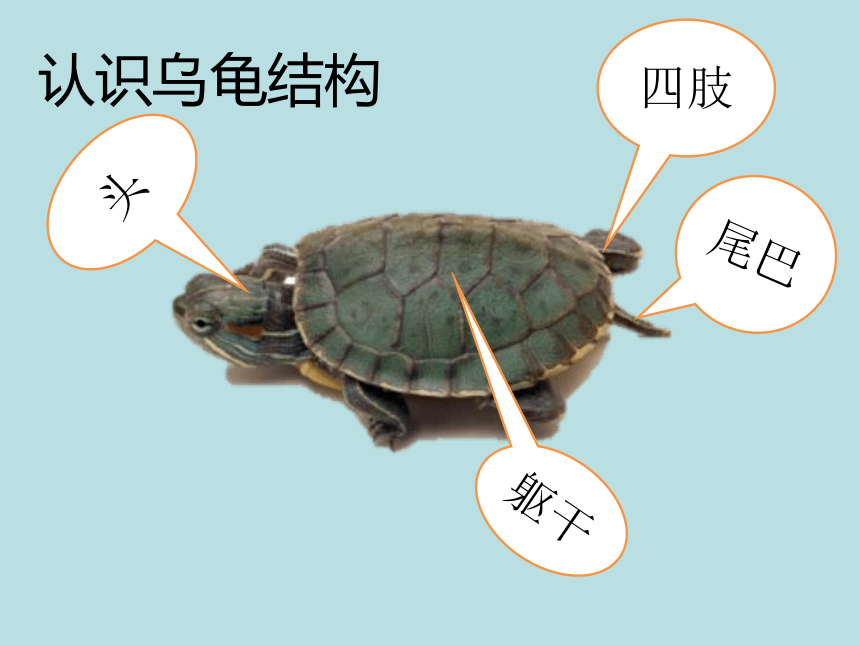 乌龟品种 图解图片