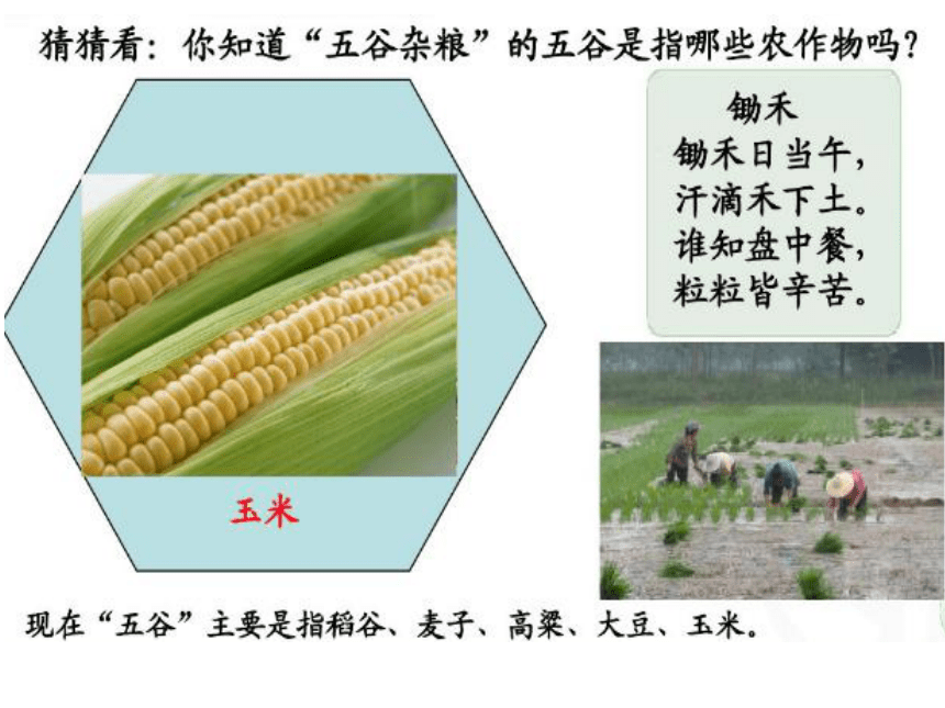 2020年秋粤教版地理八年级上册4.1 农业 课件—（共42张，WPS打开）