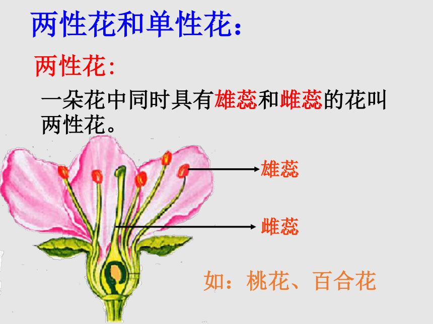 第一节 花的结构和类型 课件（共21张PPT）