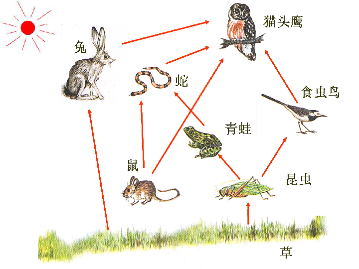 初中《 生物和环境是统一体》专题复习(江苏省南京市)