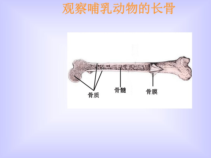 初中生物北师大版八年级上册15.2 动物运动的形成(31 张）