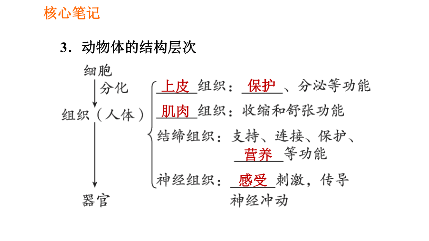 动物体的结构层次图片