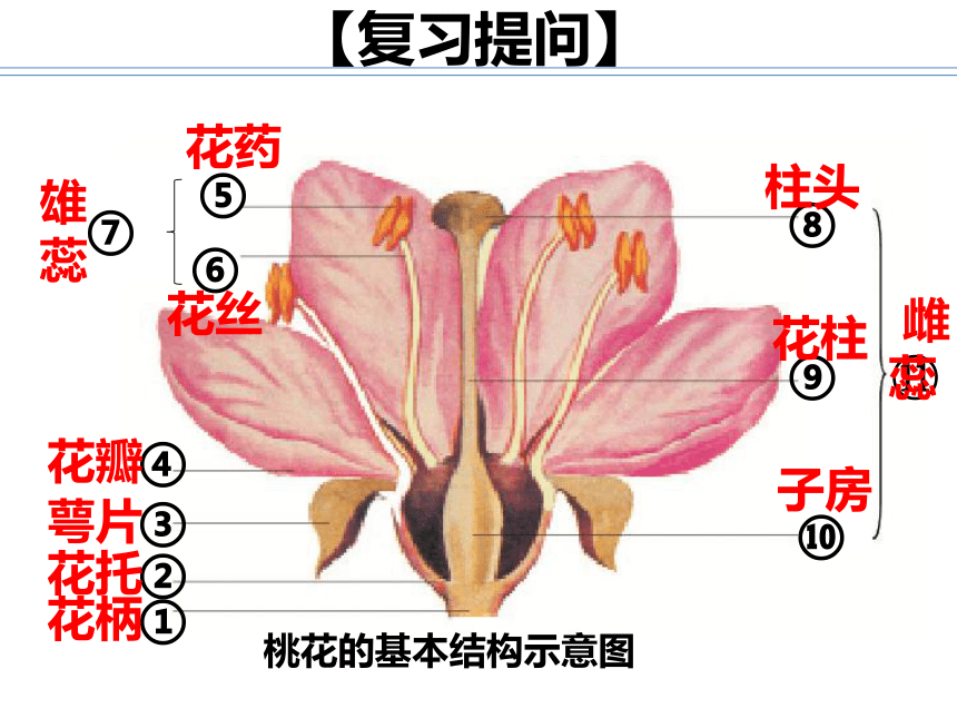 花的结构示意图 名称图片