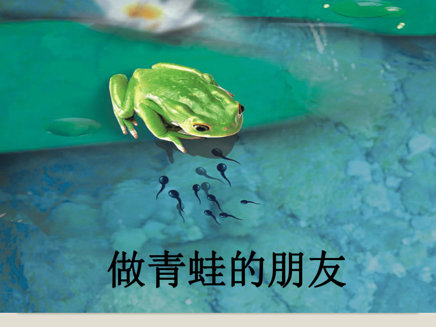 《做青蛙的朋友》课件