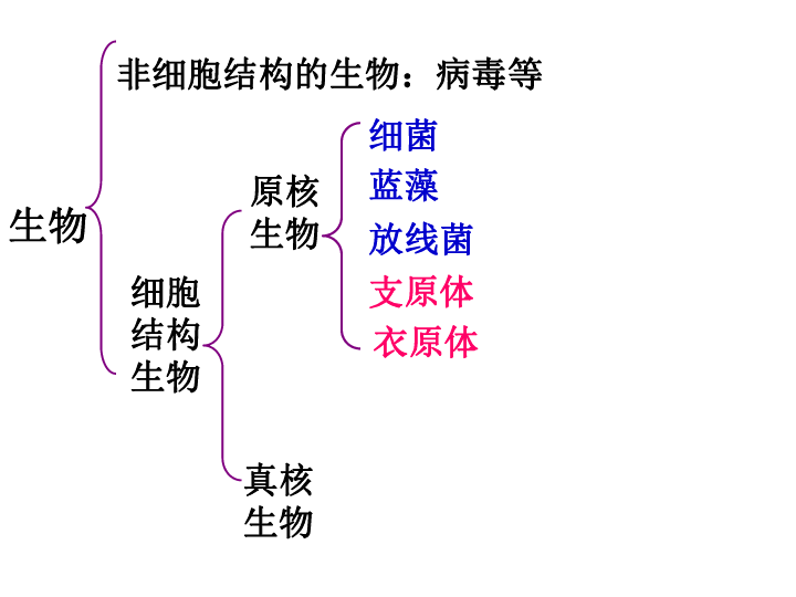 高中生物苏教版必修一第三章第2节 细胞的类型和结构(共32张PPT)