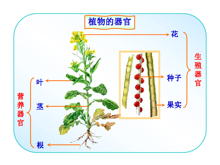 蔬菜的结构部分图片图片