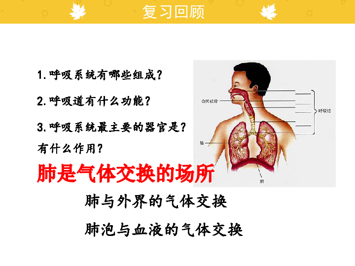 人教版生物七年级下册：4.3.2 发生在肺内的气体交换 课件 (共22张PPT)