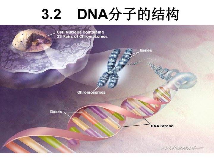 人教版高中生物必修2 3．2《DNA分子的结构》课件 （共51张PPT）
