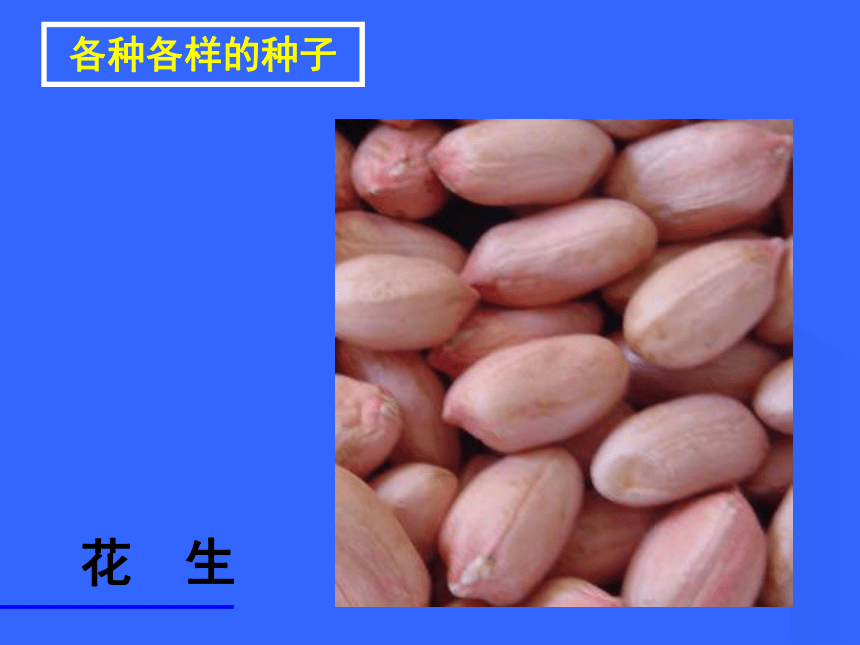 《种子植物》课件(37张ppt)