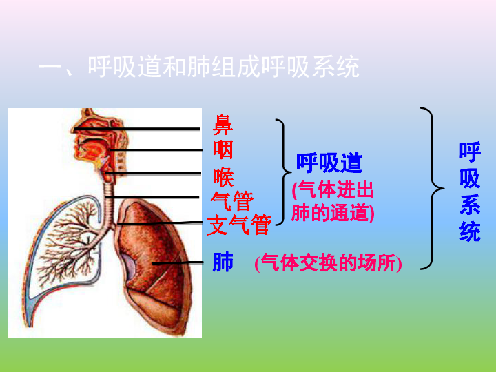 北师大版七年级下册生物《第4单元 生物圈中的人 第十章 人体的能量供应》课件（共20张PPT）