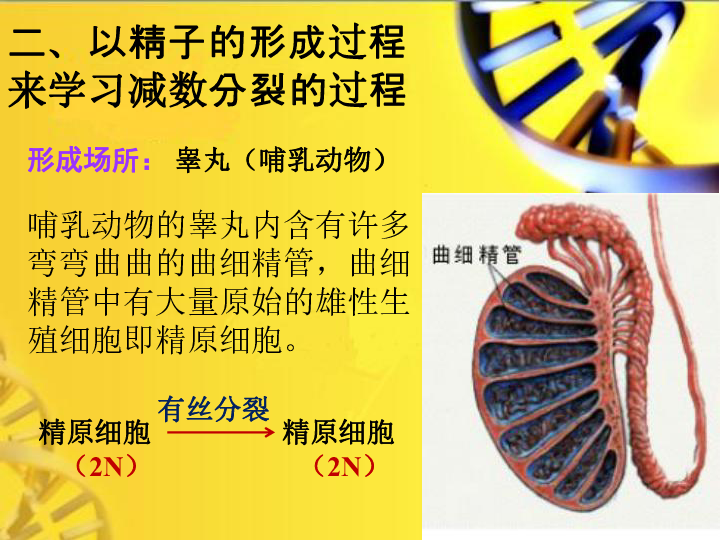 高中生物中图版必修二第一章第1节减数分裂与配子形成  课件(共22张PPT)