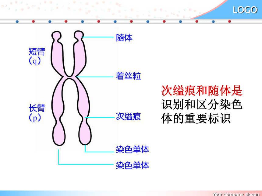 高中生物北师的版必修二第二章第1节染色体是遗传信息的载体之一染色体的形态结构 课件
