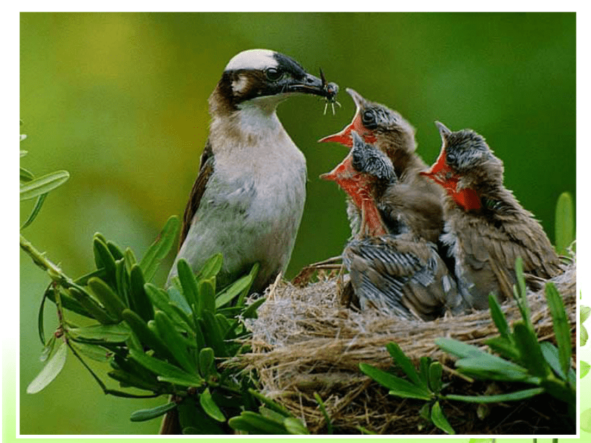 人教版八年级下册7.1.4 鸟的生殖和发育(46张PPT)