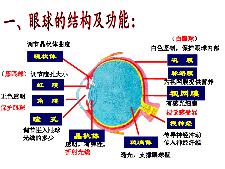 眼球的基本结构和功能图片
