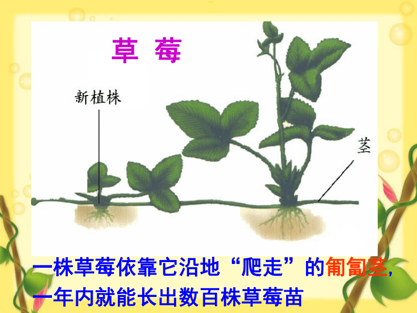 12 植物的营养繁殖 课件