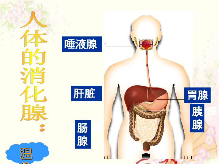 2消化与吸收 课件(13张ppt)