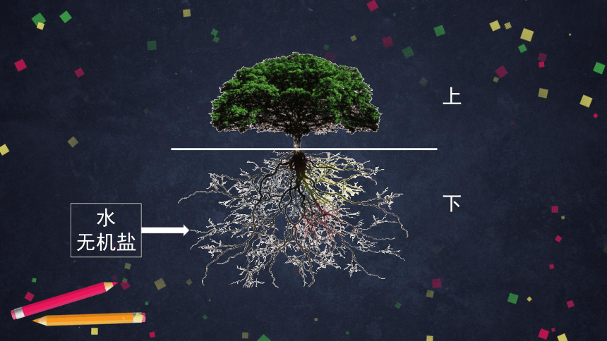 2021--2022学年北京版生物七年级上册4.1绿色植物的生活需要水和无机盐-- 根吸收的水和无机盐由导管运输课件（45张PPT）